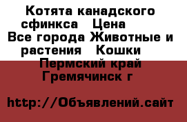 Котята канадского сфинкса › Цена ­ 15 - Все города Животные и растения » Кошки   . Пермский край,Гремячинск г.